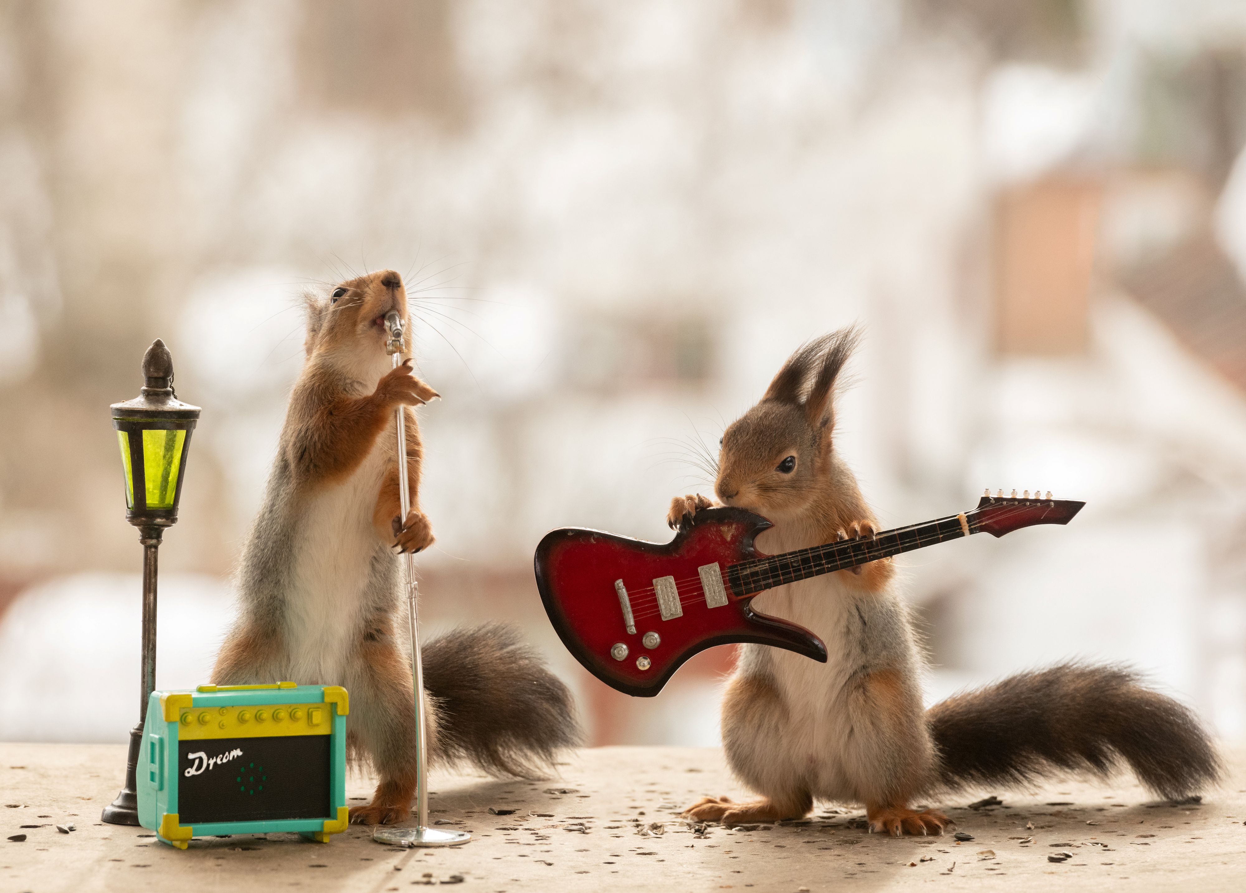 Let's Rock and Squirrel