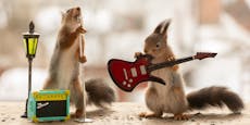 Rock'n "Squirrel" - Musikalische Puschels gegen Krieg
