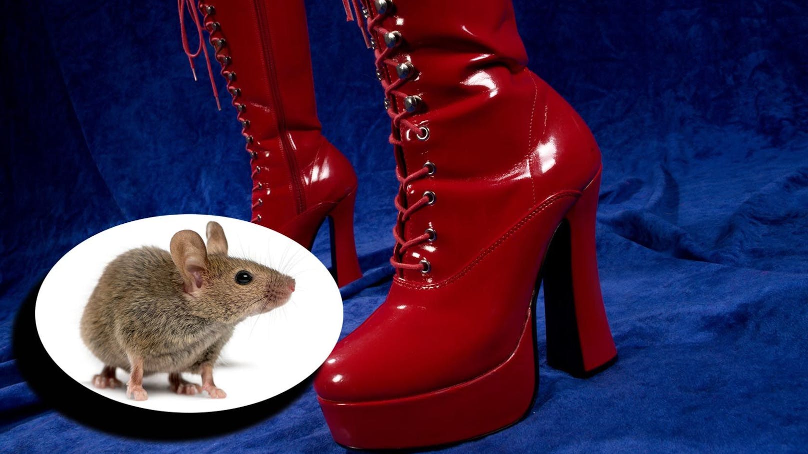 Domina zerquetschte 30 Mäuse für Sexvideos