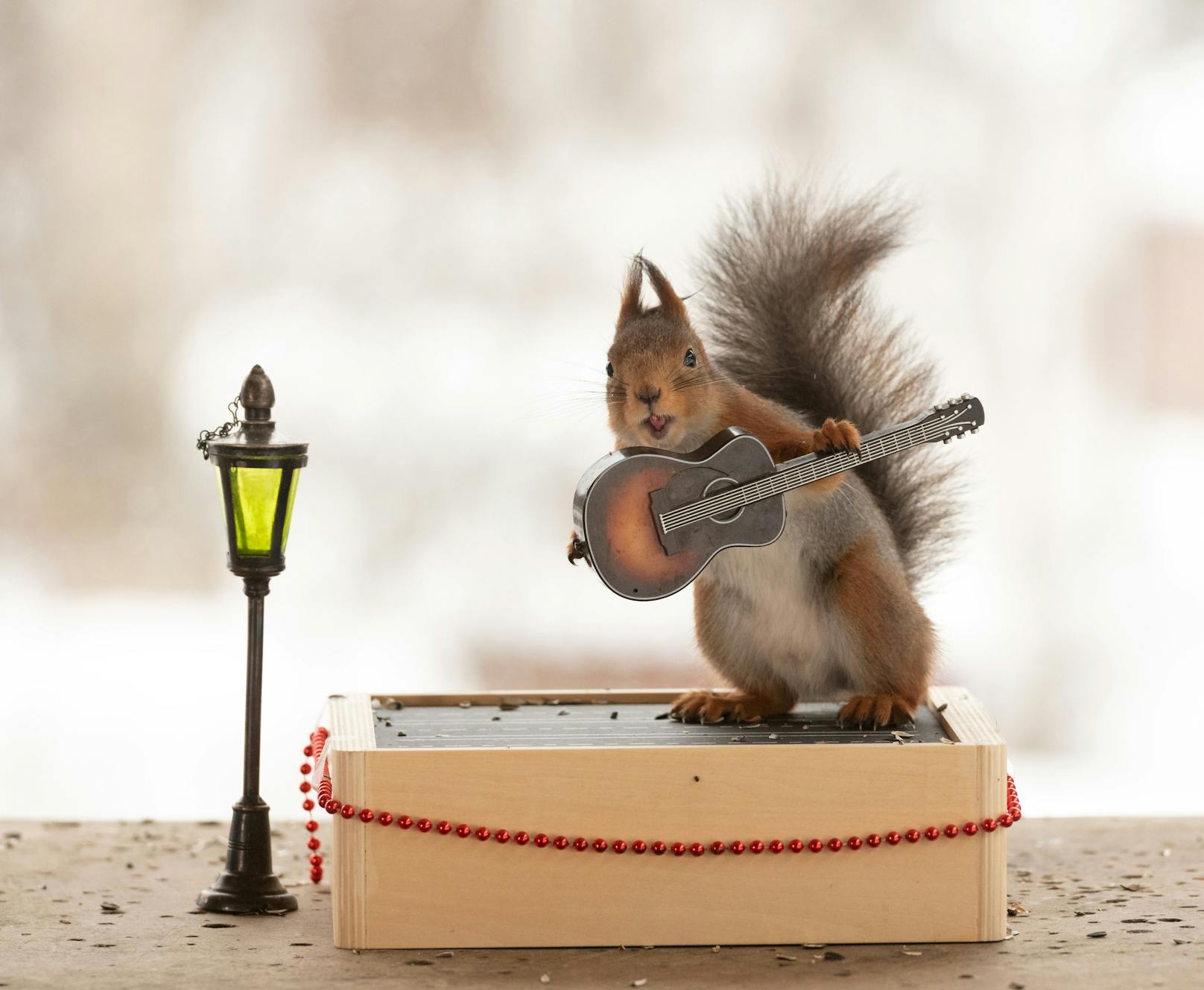 Let's Rock and Squirrel