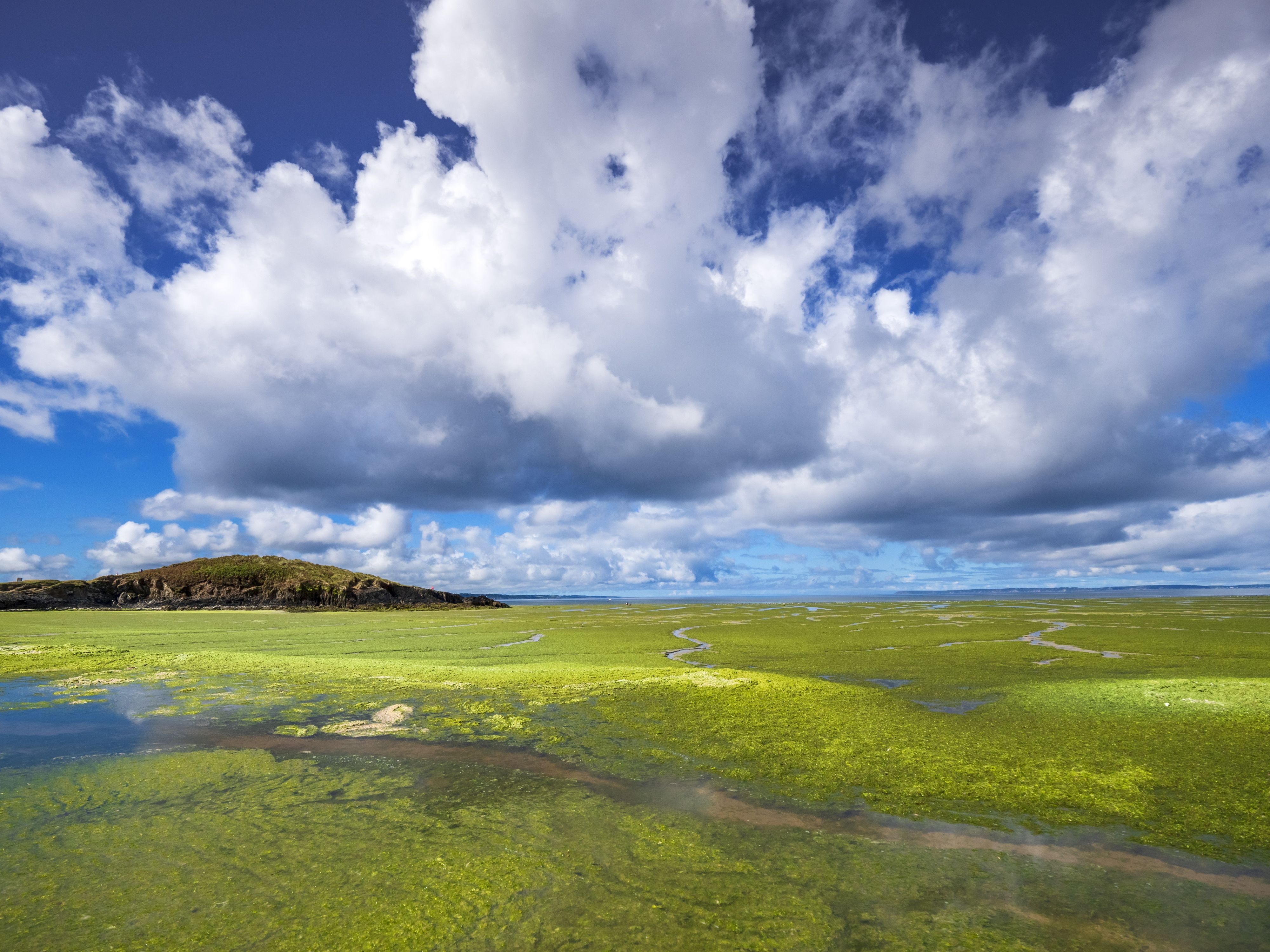 Besonders im Sommer wachsen die Grünalgen in den Buchten Westfrankreichs stark.