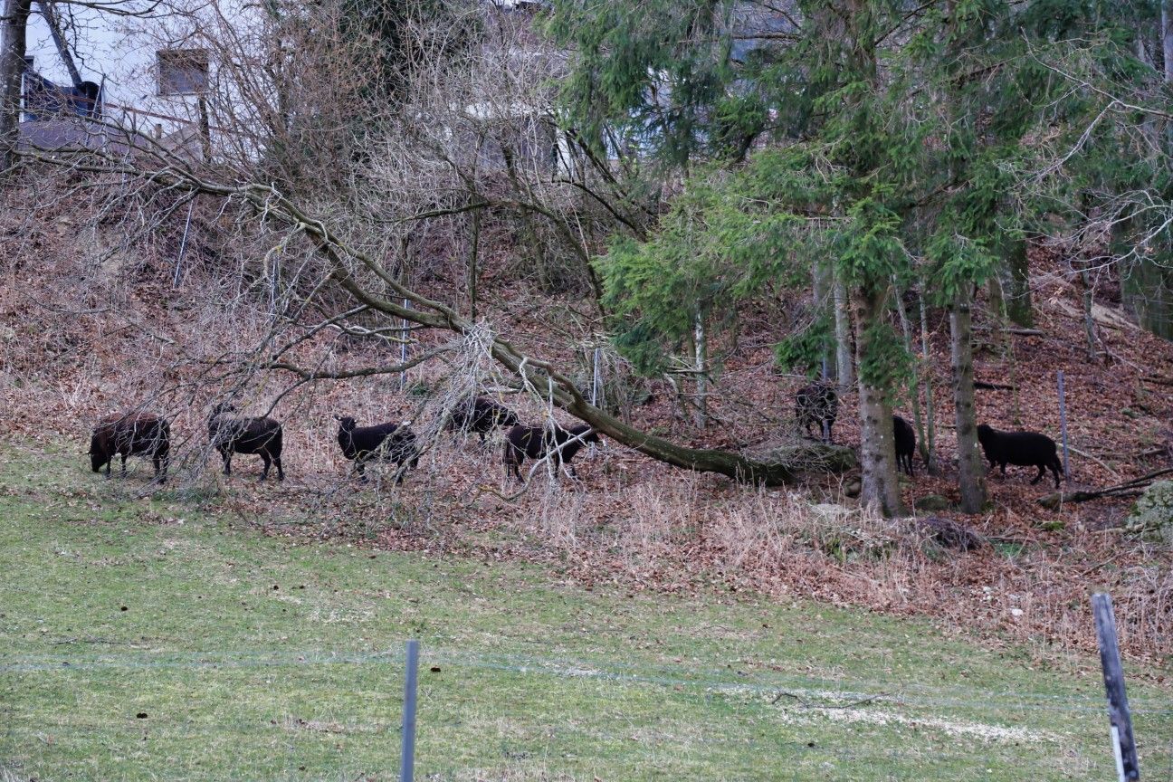 Die meisten Schafe wurden von Feuerwehr und dem Besitzer gerettet.