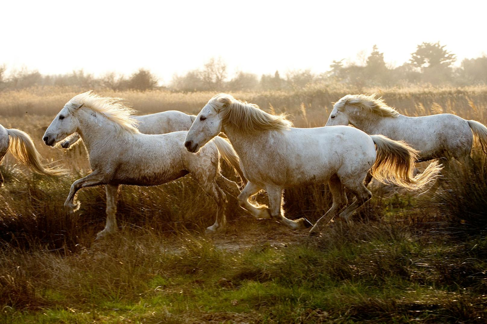 Die "Camargue" sind kleine, robuste Pferde aus Südfrankreich. 