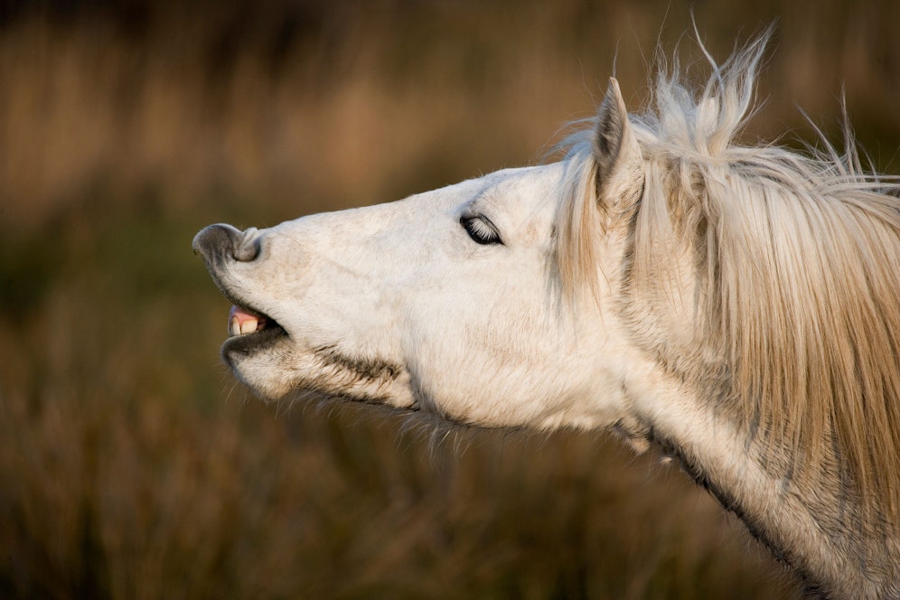 Tierquälerei im Lungau (Symbolfoto)