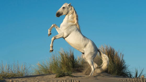 Das "Camargue"-Pferd zählt zu den Barock-Pferden und wurde durch Julius Cäsar bekannt. 