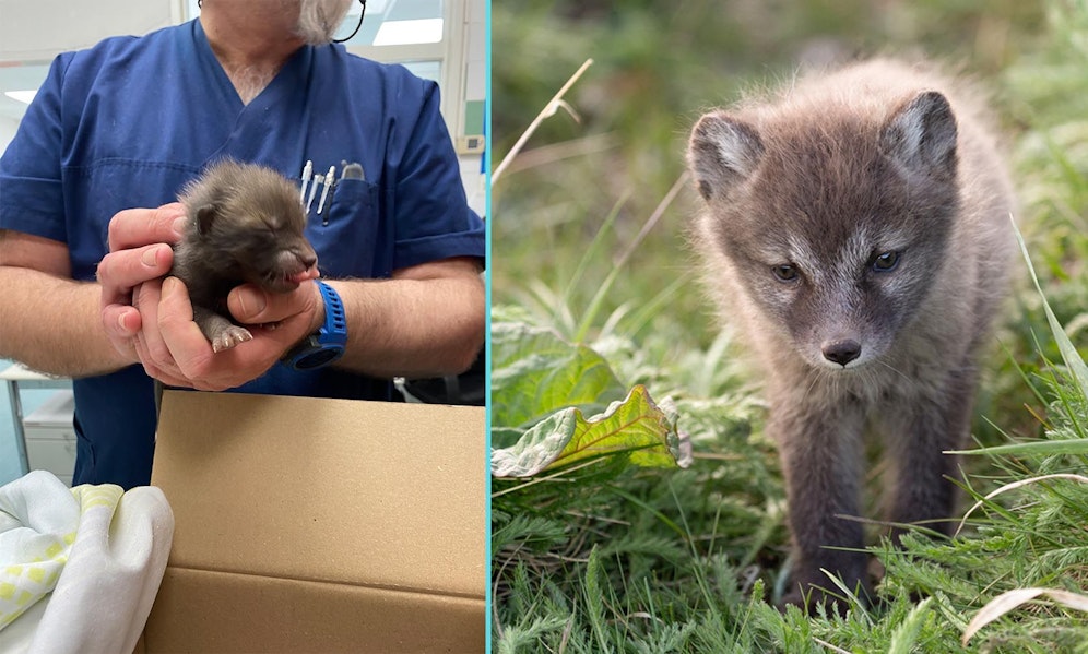 Gleich 10 Fuchswelpen werden bei Tierschutz Austria in Vösendorf nun betreut. 