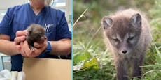 Tierschutz Austria versorgt zehn verwaiste Fuchsbabys