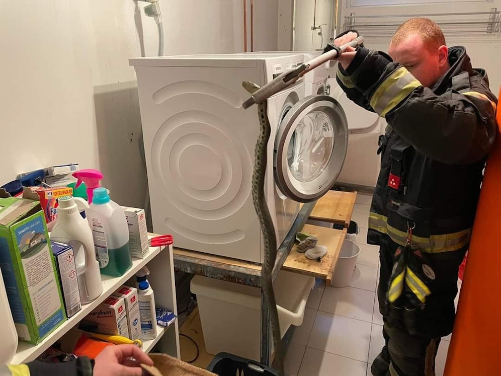 Eine Schlange tauchte plötzlich im Keller auf: Die Feuerwehr fing das Reptil behutsam ein und ließ es im Freien wieder aus.