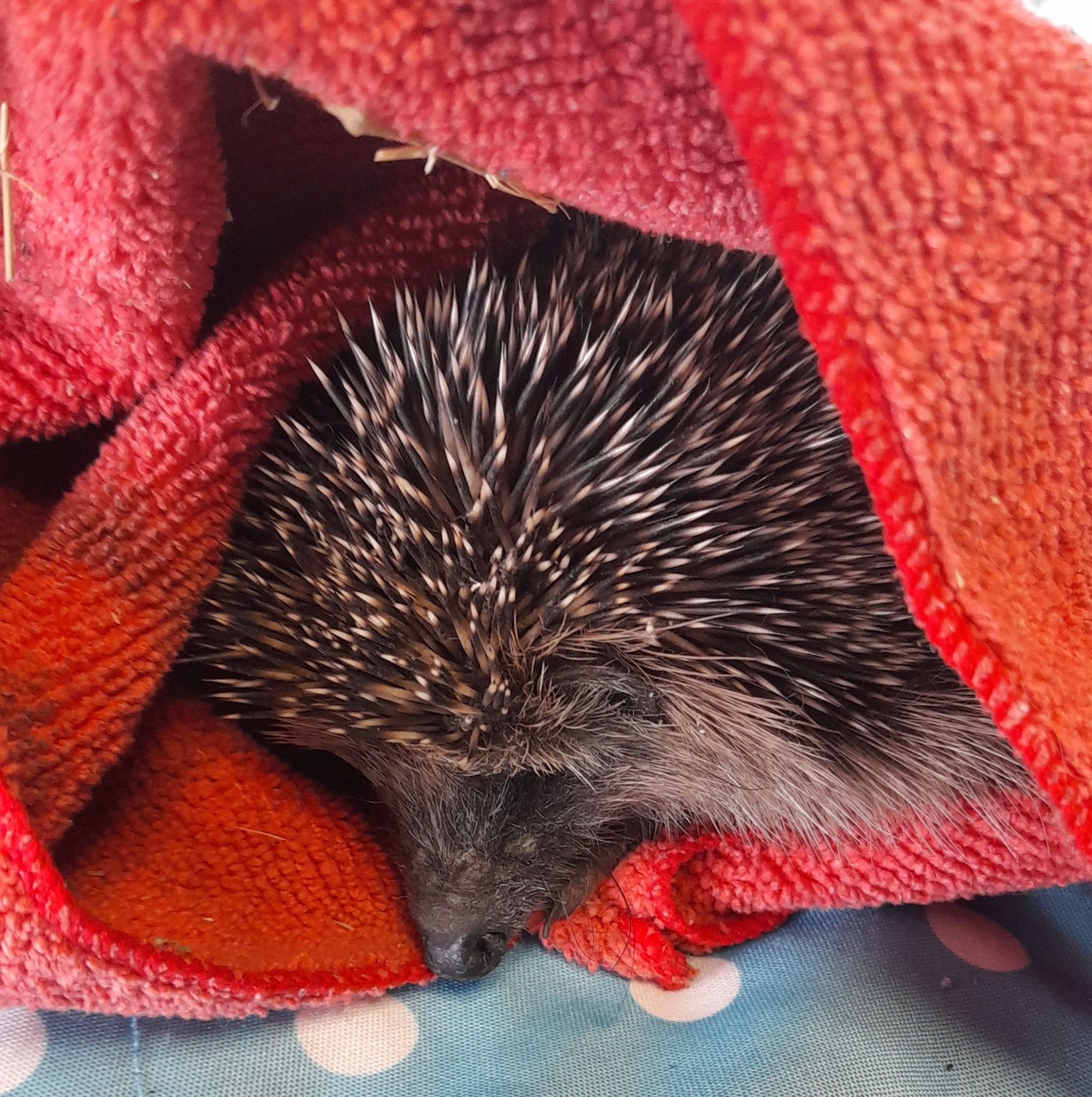 Der sonnige und warme März war ein Segen für die Tierwelt, doch der April wird zur tödlichen Falle.