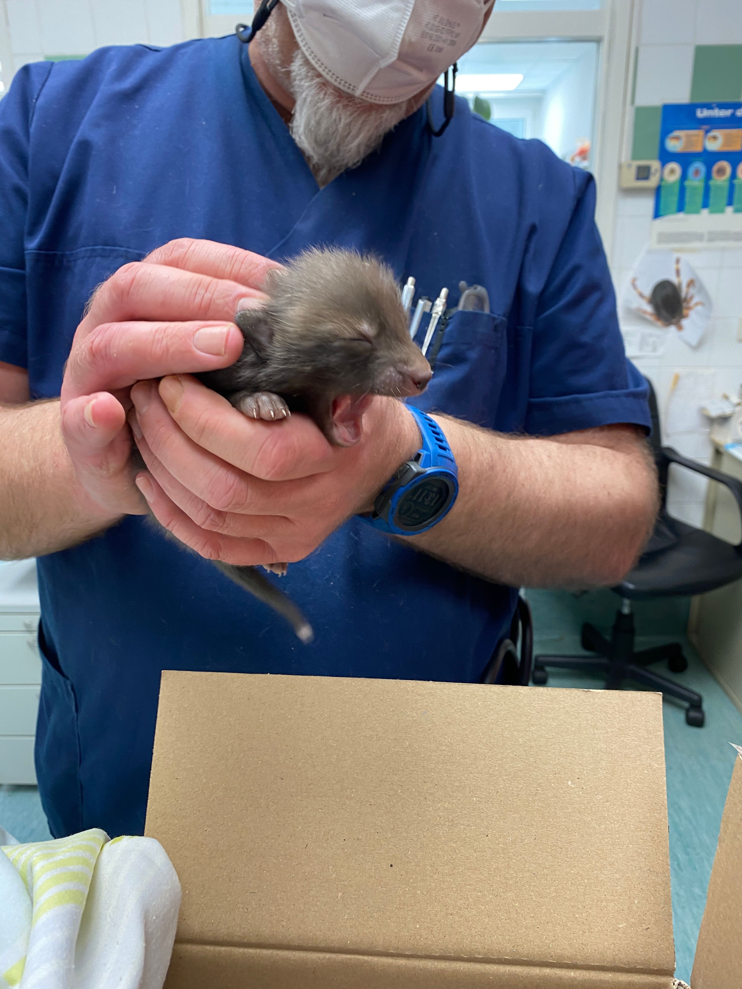 Die kleinen Füchse waren beim Fund maximal drei Wochen alt und noch völlig hilflos. 