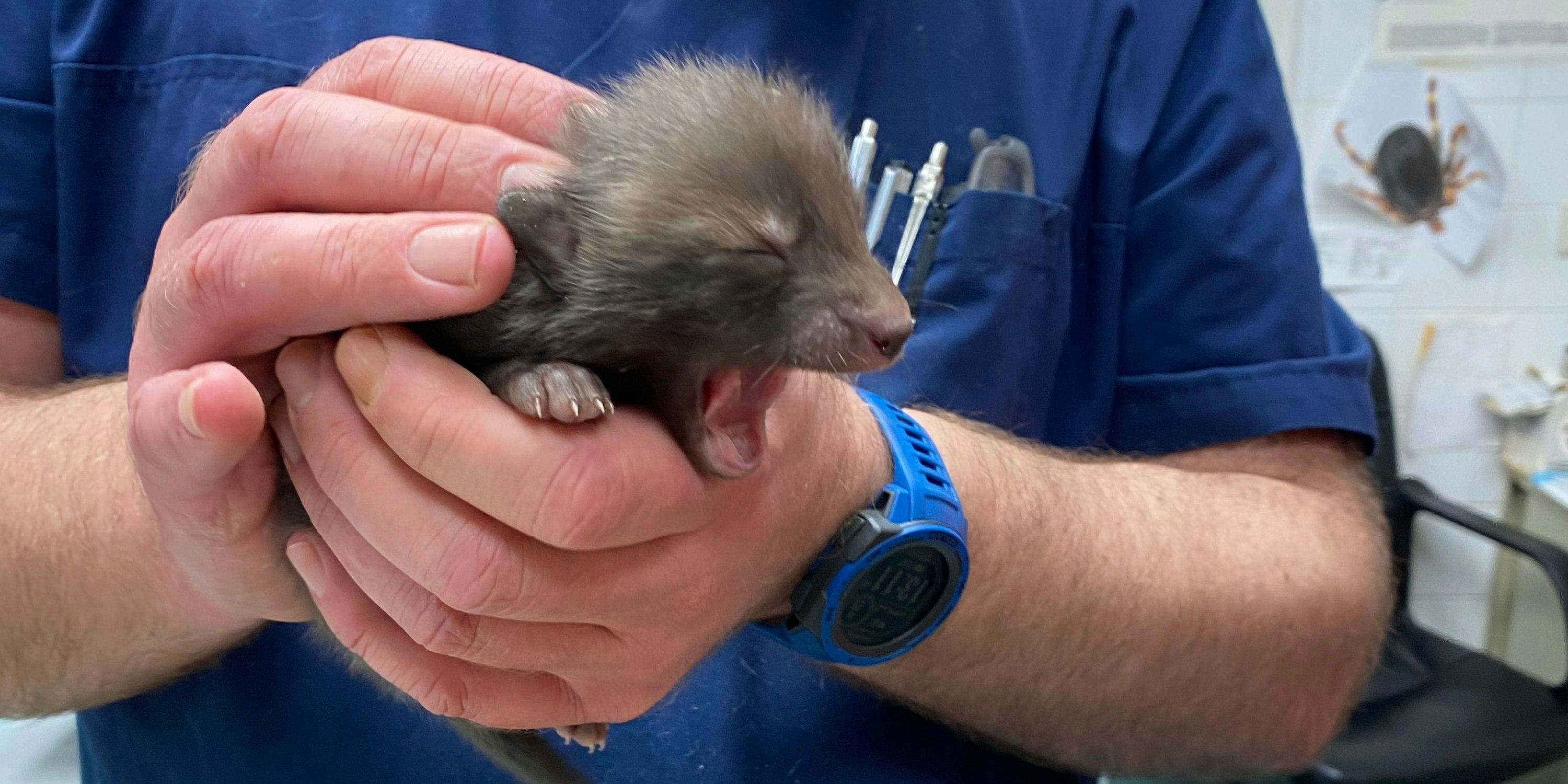 Die kleinen Füchse sind maximal drei Wochen alt und noch völlig hilflos. 