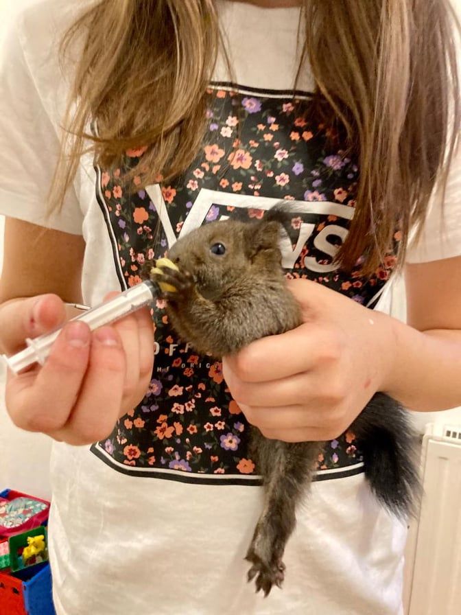 Mehrmals täglich wird es per Hand gefüttert.