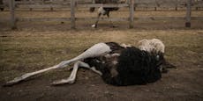 Schreckliche Bilder: Zootiere verenden im Kugelhagel