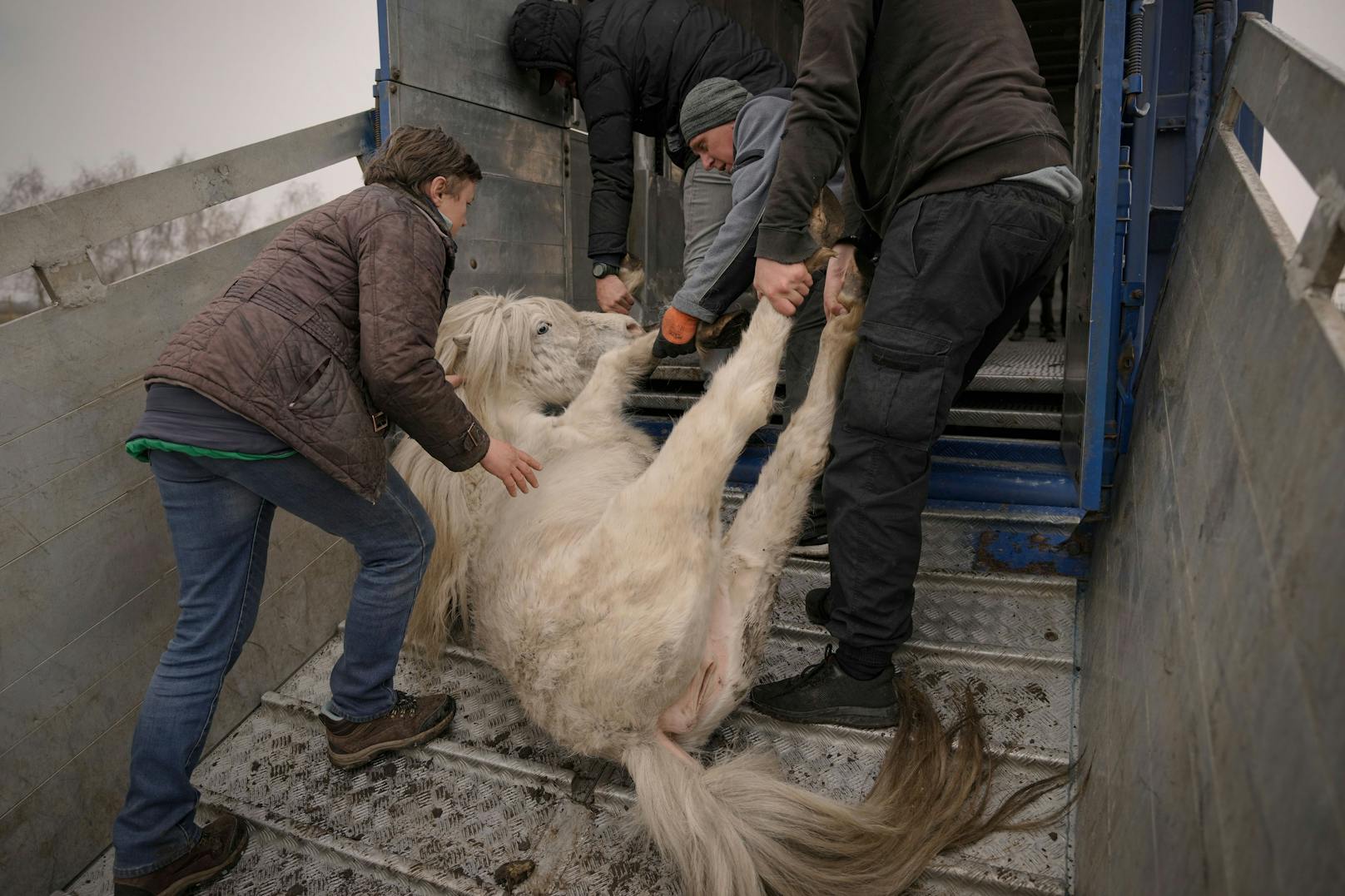 Freiwillige Helfer ziehen ein Pony, das zusammengebrochen ist, in den Lastwagen. 