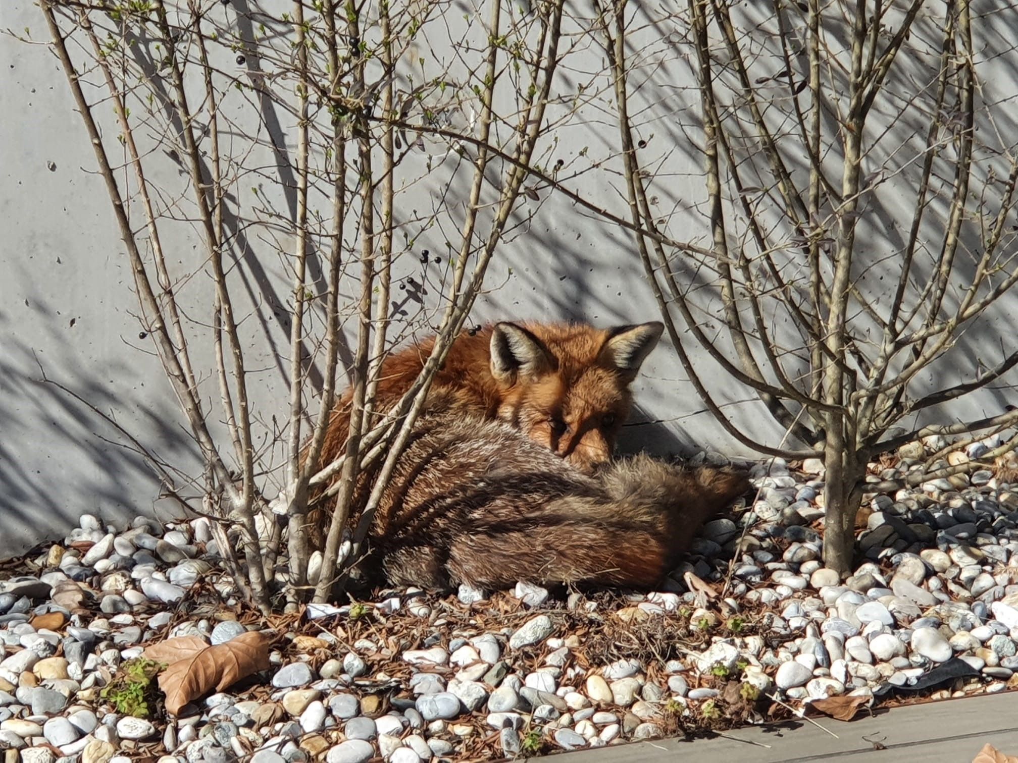 Der Fuchs wurde ins vom Tierschutzverein St. Pölten eingefangen.
