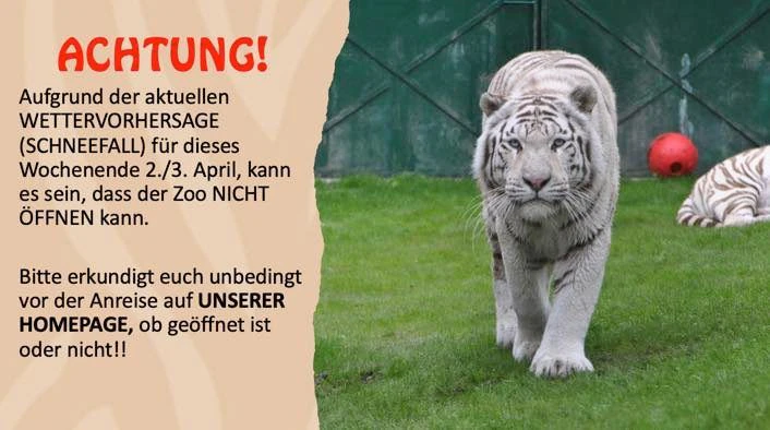 Die weiße Flocken bringen Saisonstart im Weißen Zoo ins Wanken.