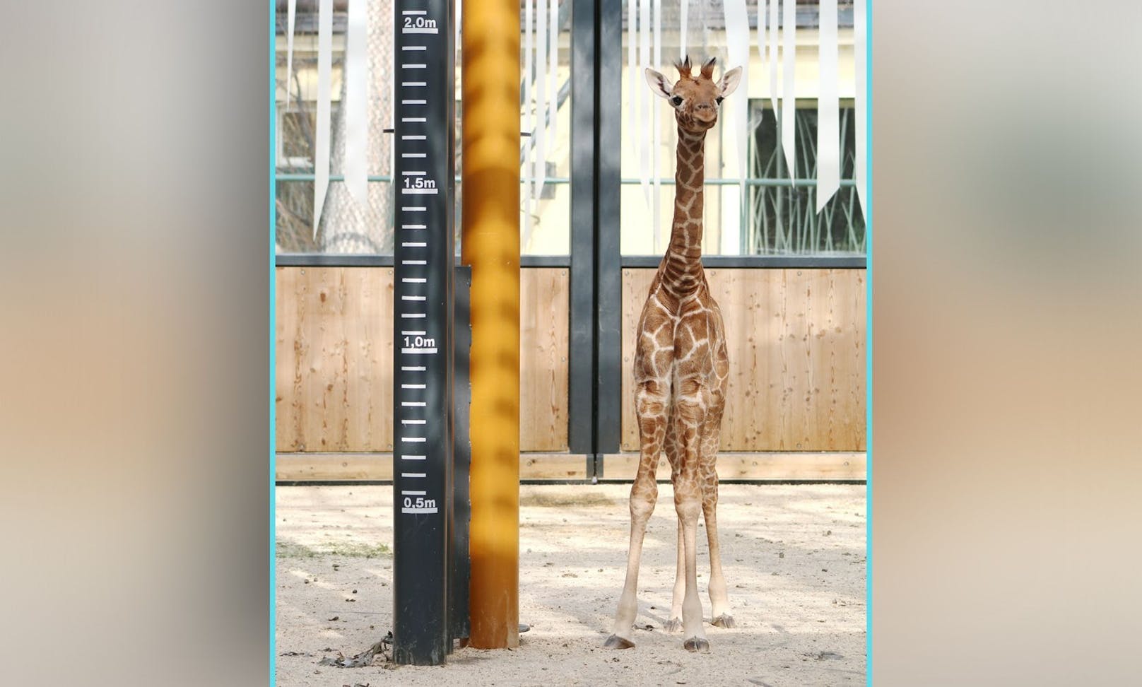 Giraffenmädchen "Amira" wächst und wächst. 