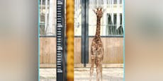 Ameise bis Giraffe: So viele Tiere wohnen in Schönbrunn