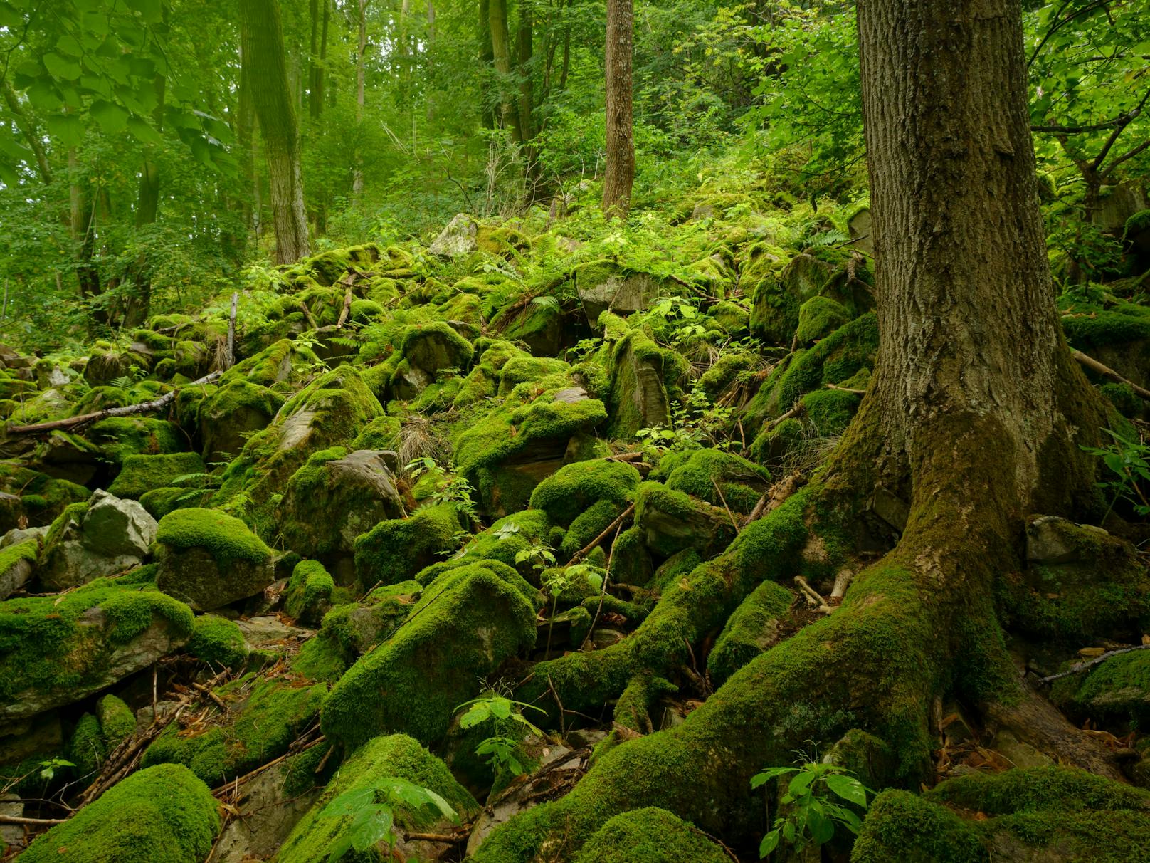 Im Waldviertel im nördlichen Niederösterreich gibt es noch vergleichsweise viele, urwüchsige, wilde Naturlandschaften, die teilweise unbekannt sind.