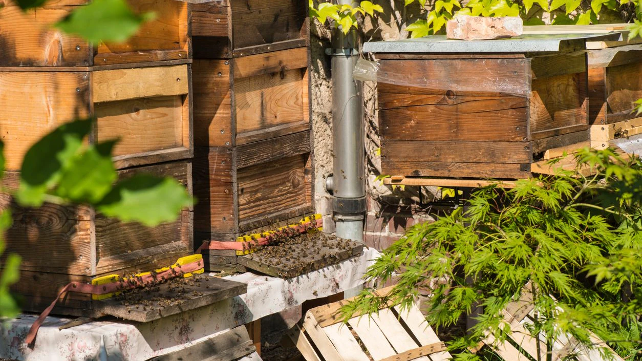Die Täter warfen drei Holkästen mit Bienenstöcken um.
