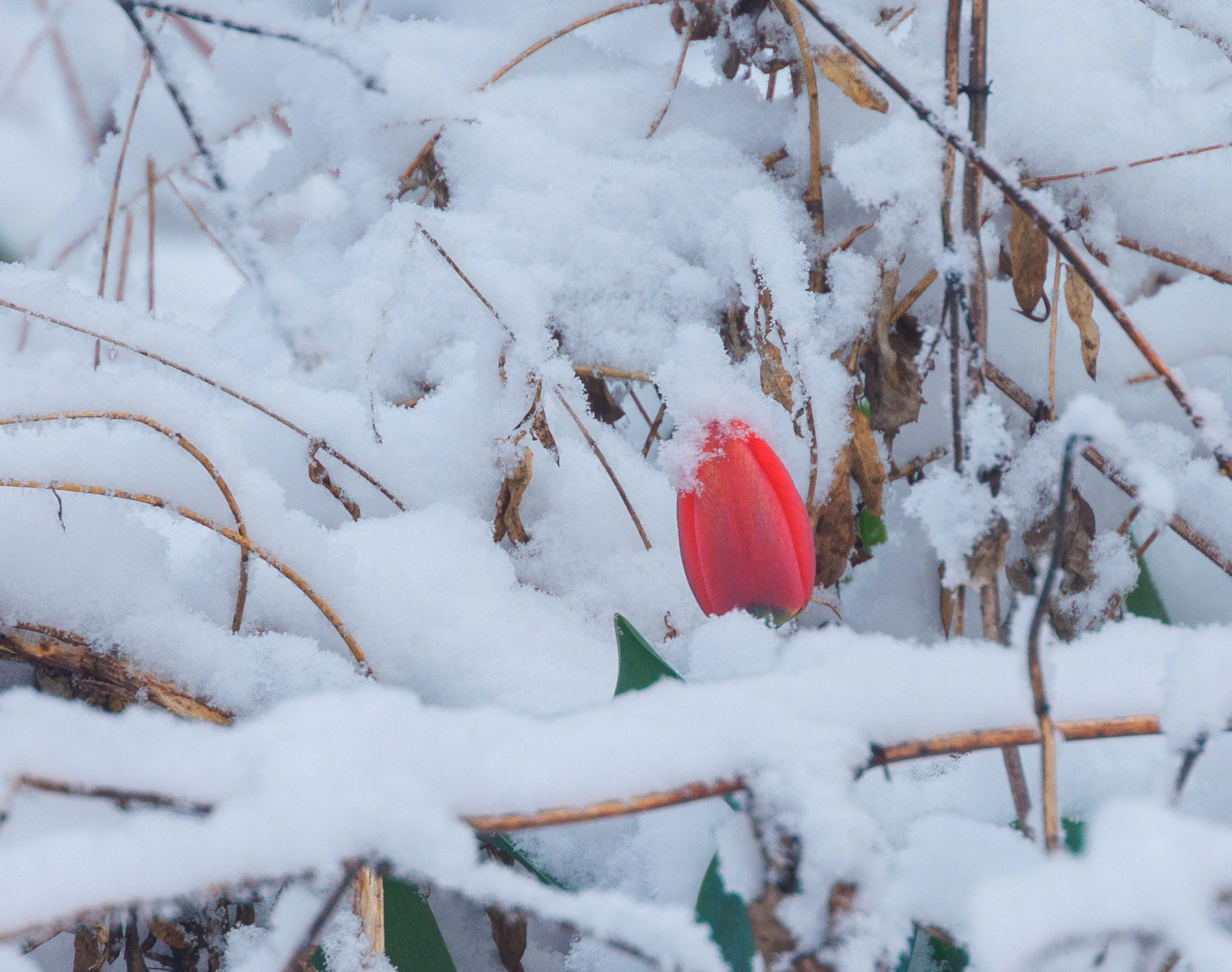 Diese Tulpe kämpft sich durch den Schnee.