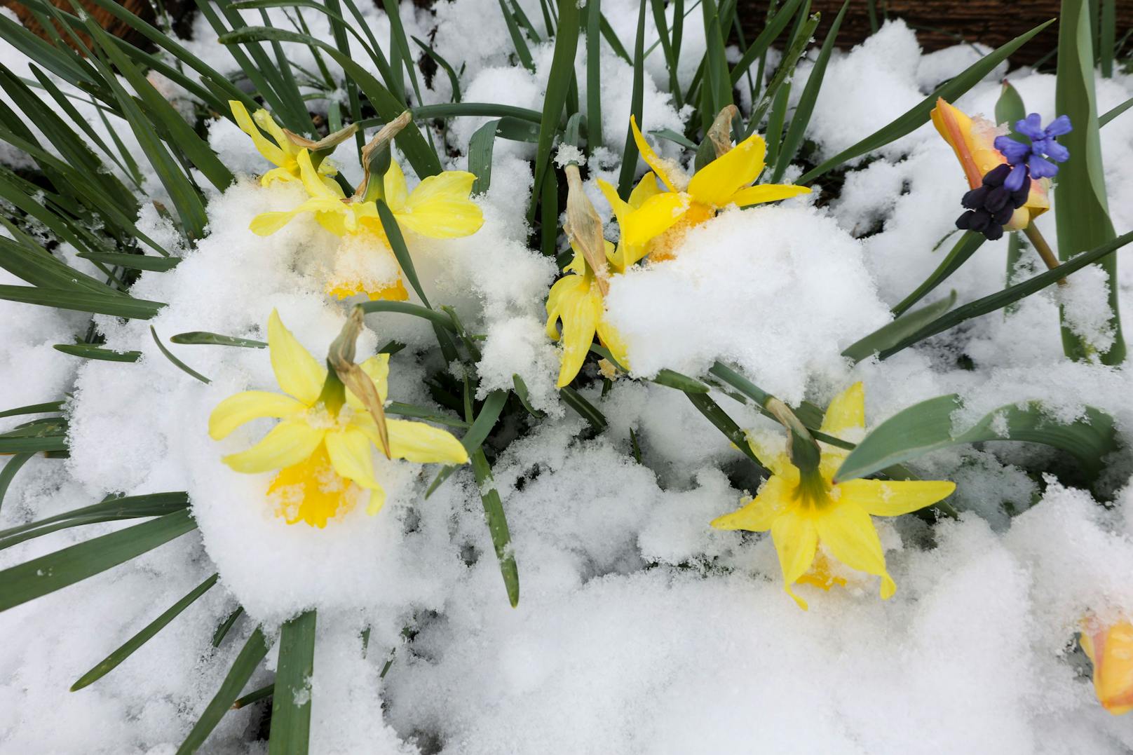 Am 2. April kam der Winter für kurze Zeit zurück. Entlang der Nordalpen gab es teils heftige Neuschneemengen.