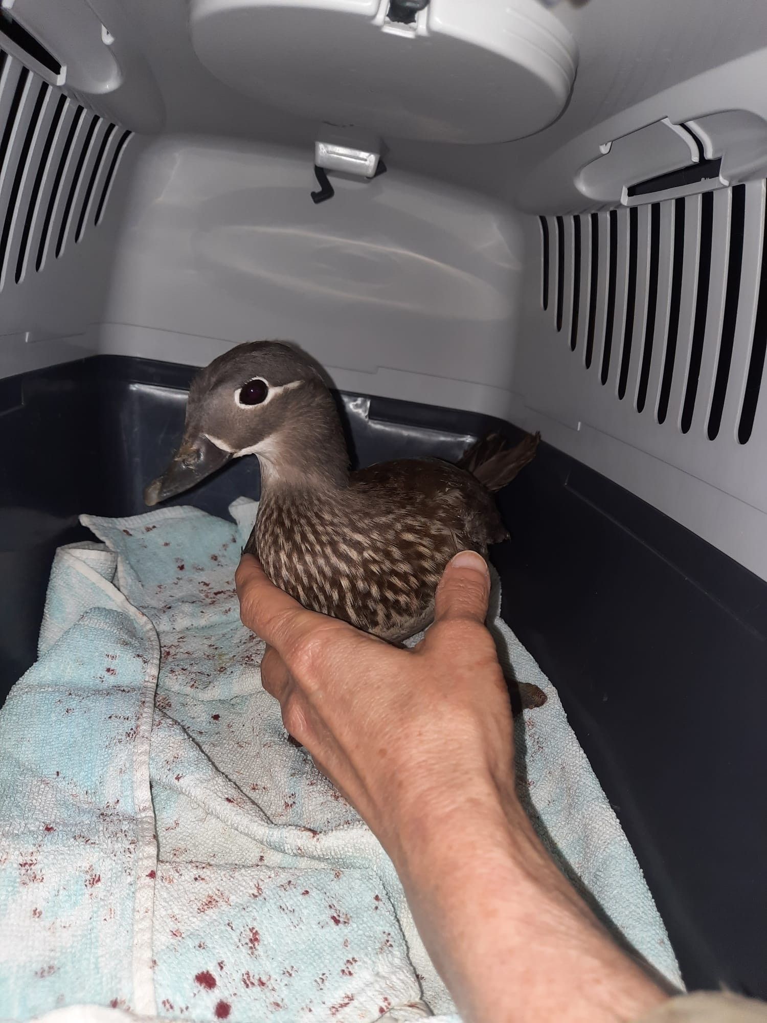 Die Ende fiel in den Kamin und musste von der Feuerwehr gerettet werden.