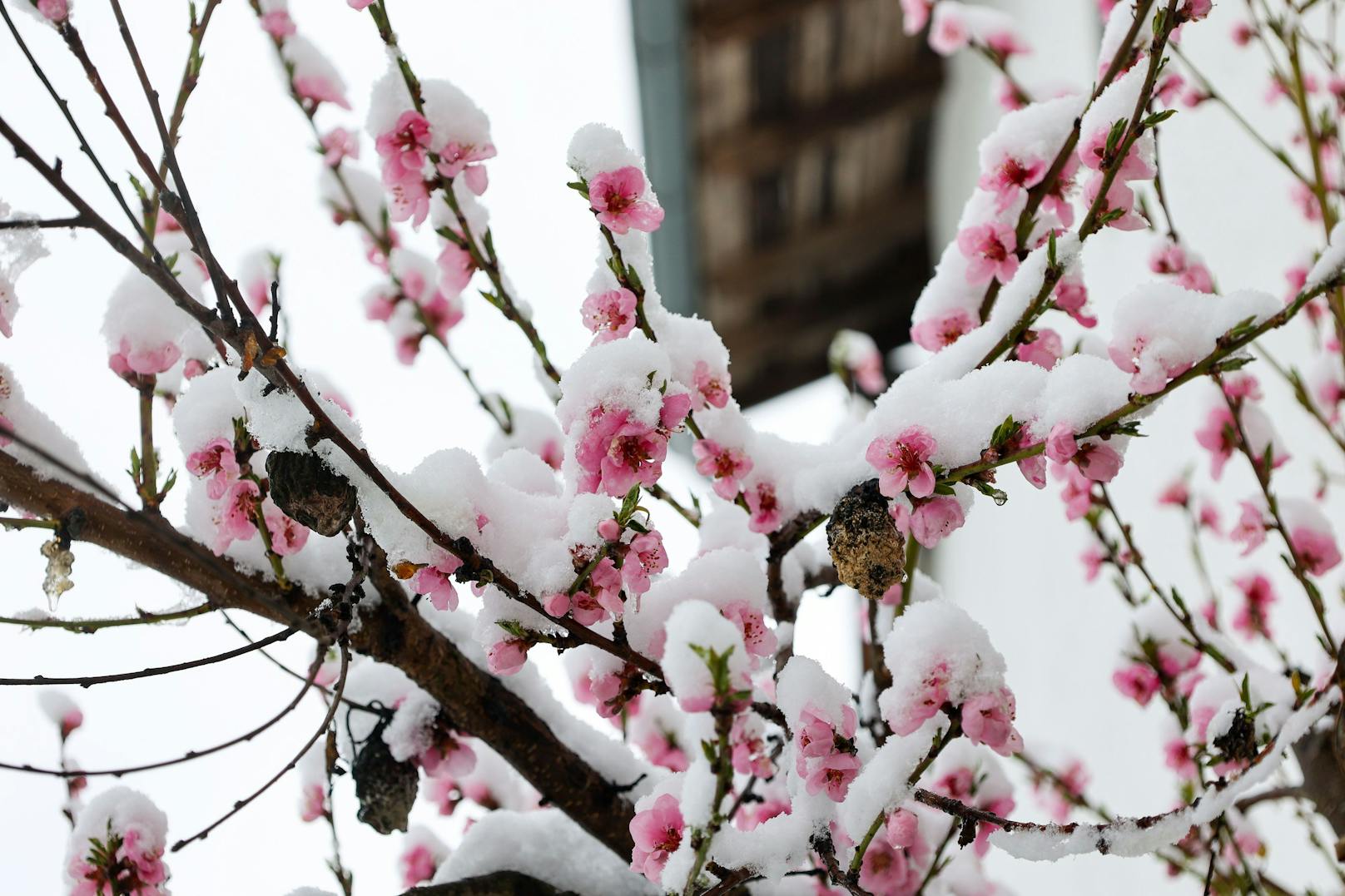 Am 2. April kam der Winter für kurze Zeit zurück. Entlang der Nordalpen gab es teils heftige Neuschneemengen.