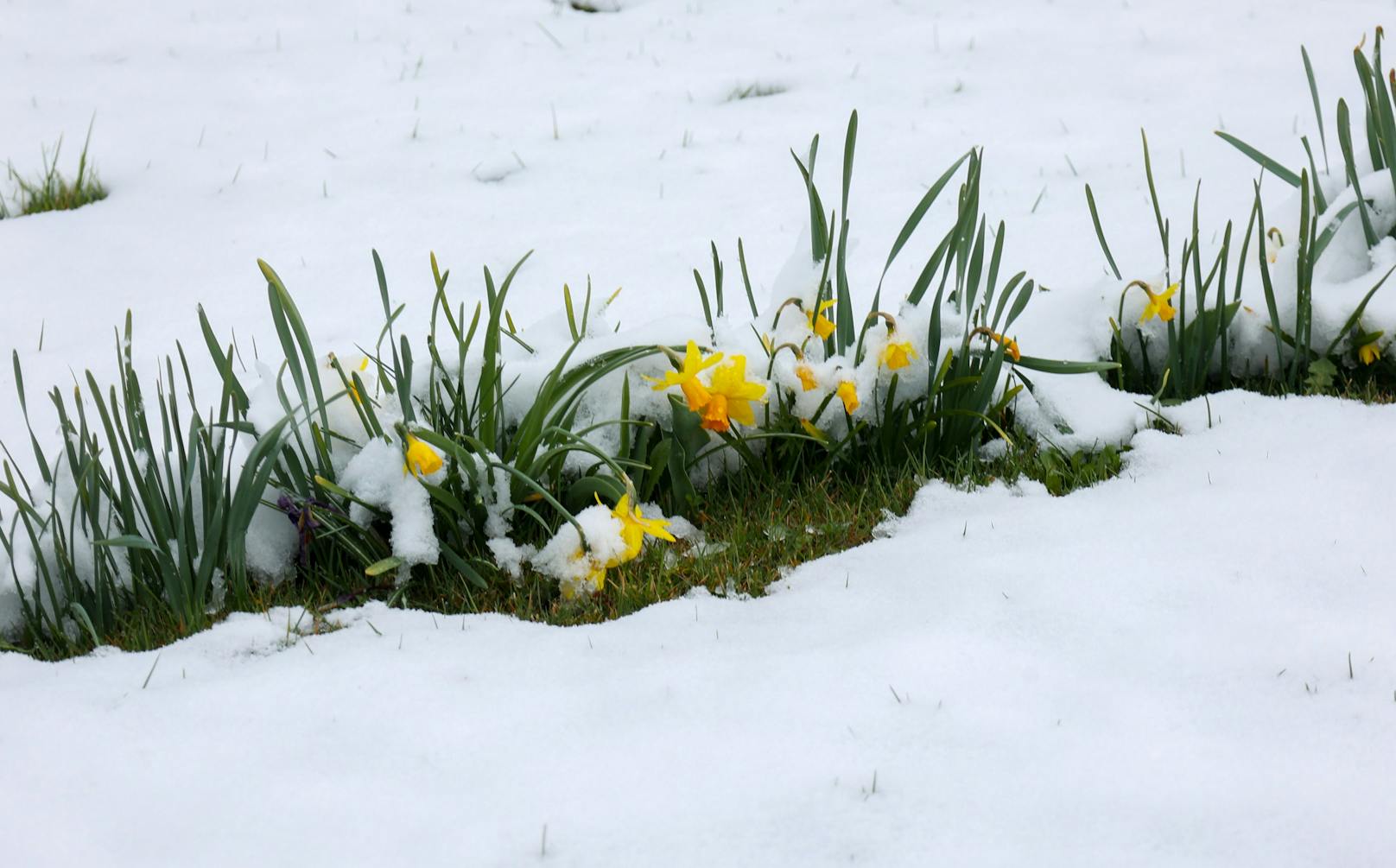 Am 2. April kam der Winter für kurze Zeit zurück. Entlang der Nordalpen gab es teils heftige Neuschneemengen.