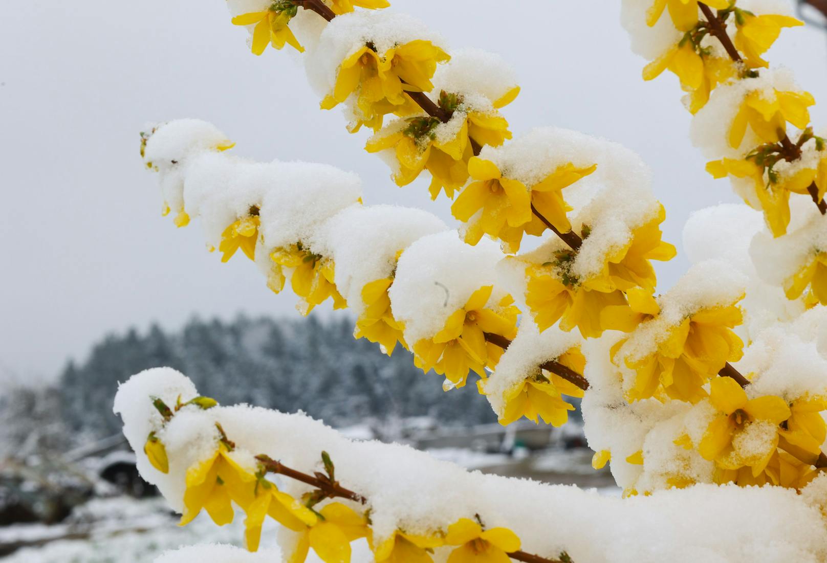 Am 2. April kam der Winter für kurze Zeit zurück. Entlang der Nordalpen gab es teils heftige Neuschneemengen.