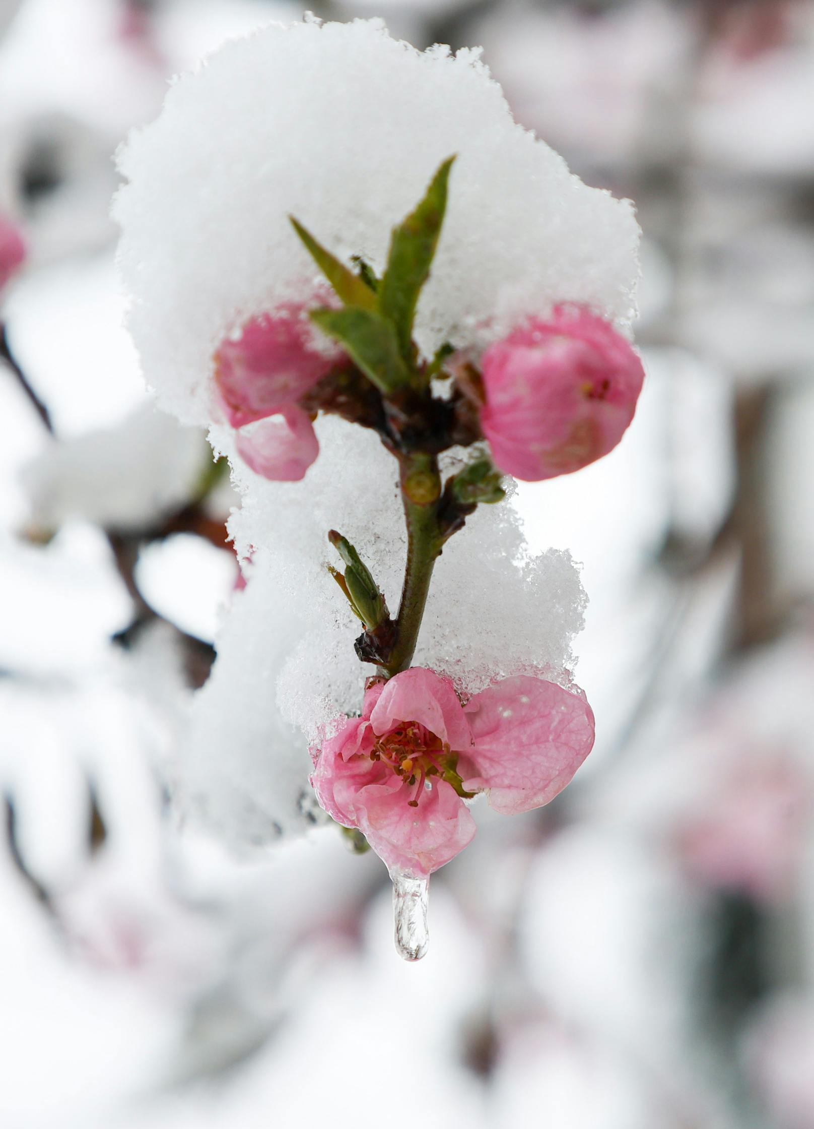 Am 2. April kam der Winter für kurze Zeit zurück. Entlang der Nordalpen gab es teils heftige Neuschneemengen.