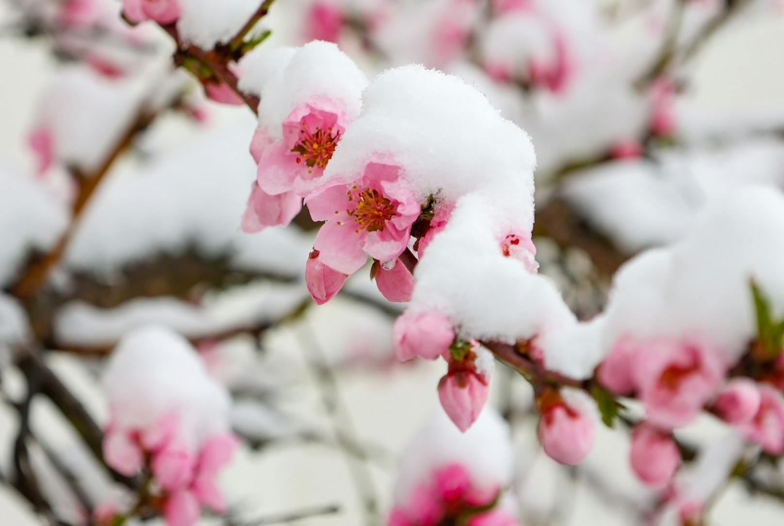 Am 2. April kam der Winter für kurze Zeit zurück. Entlang der Nordalpen gab es teils heftige Neuschneemengen.