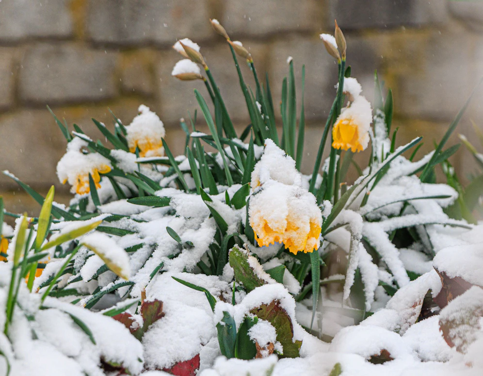 Schnee-Alarm in Teilen in Österreich