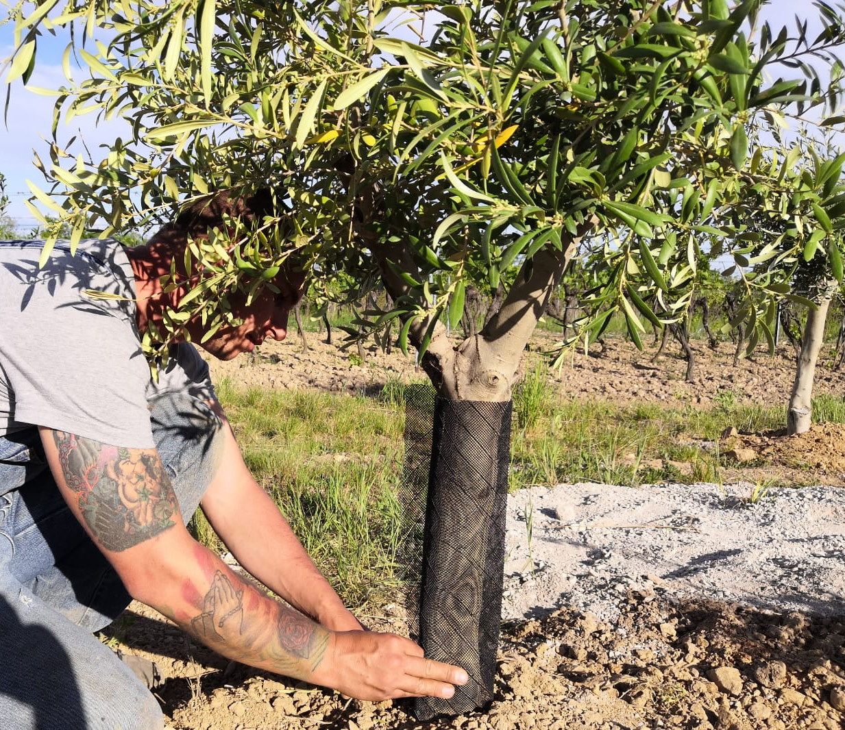 Agro Rebels_Ölive: Aufbau der ersten österreichischen Olivenproduktion