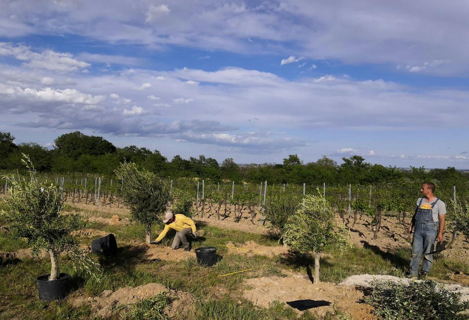 Agro Rebels wollen den Klimawandel als Chance nutzen und Olivenproduktion in Österreich vorantreiben.