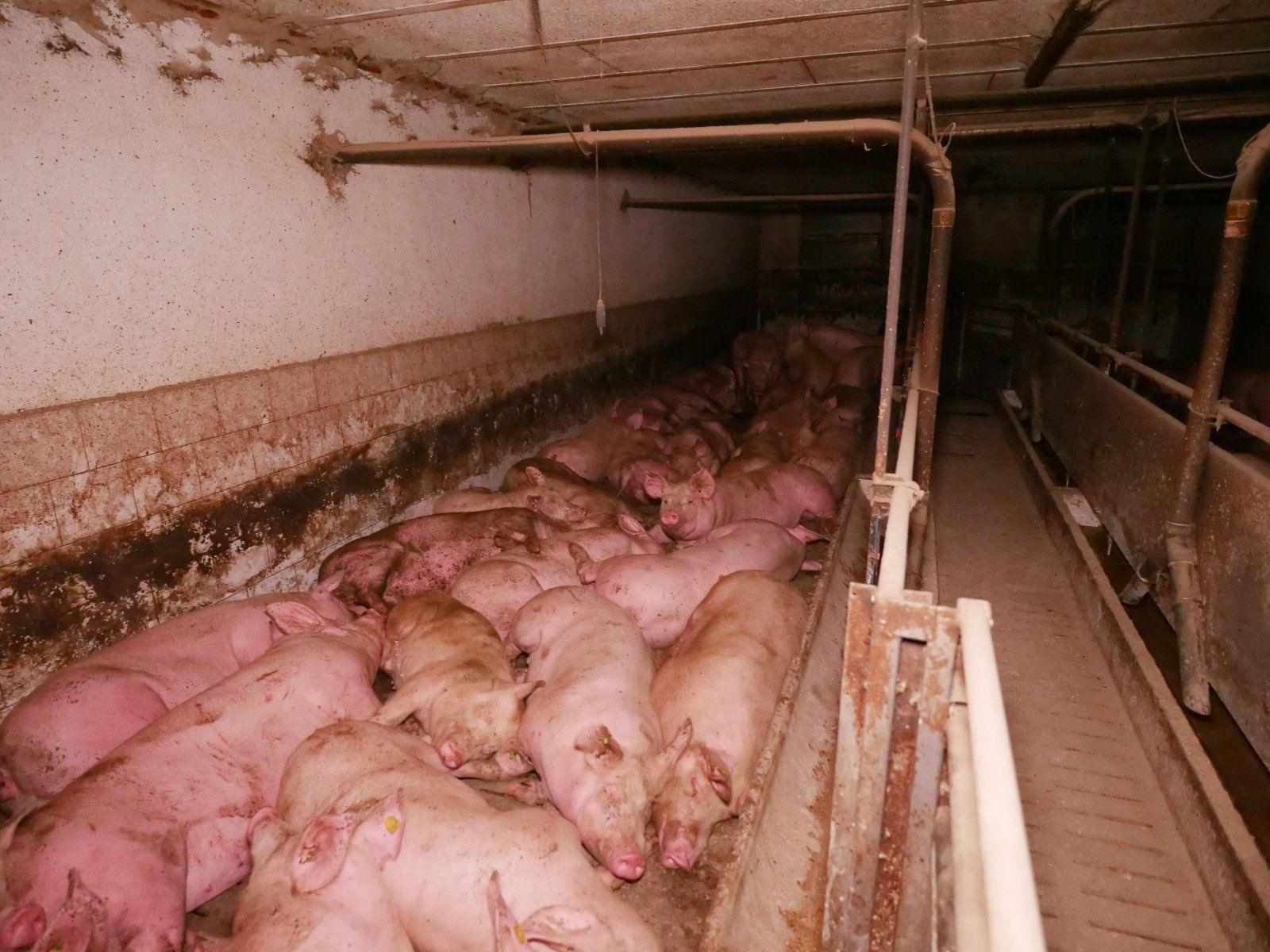 Solch grausame Bilder sind leider kein Einzelfall in der Schweinemast.