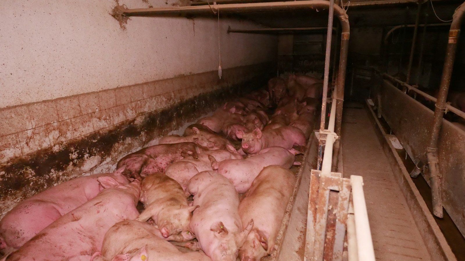 Heute.at - Dieser Supermarkt pfeift auf Informationen zum Tierwohl