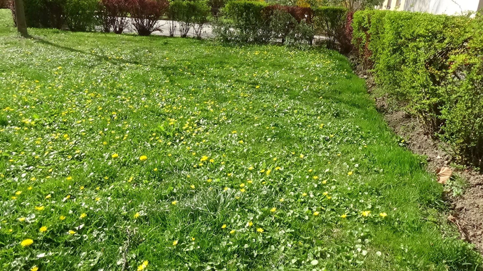 Wildblumenrasen samt Frühlingsboten Scharbockskraut im Kopenhagenhof
