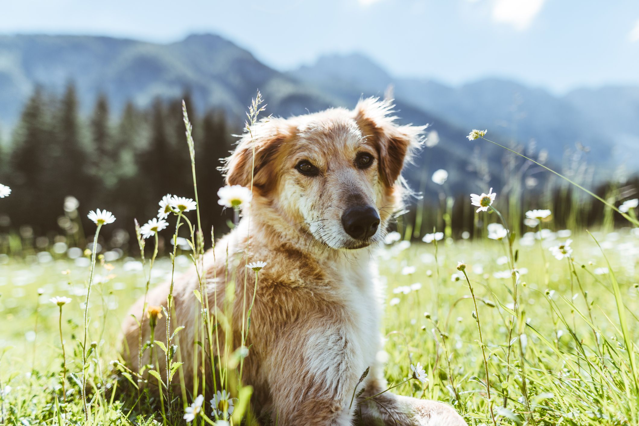 Der Golden-Retriever Mischling 
