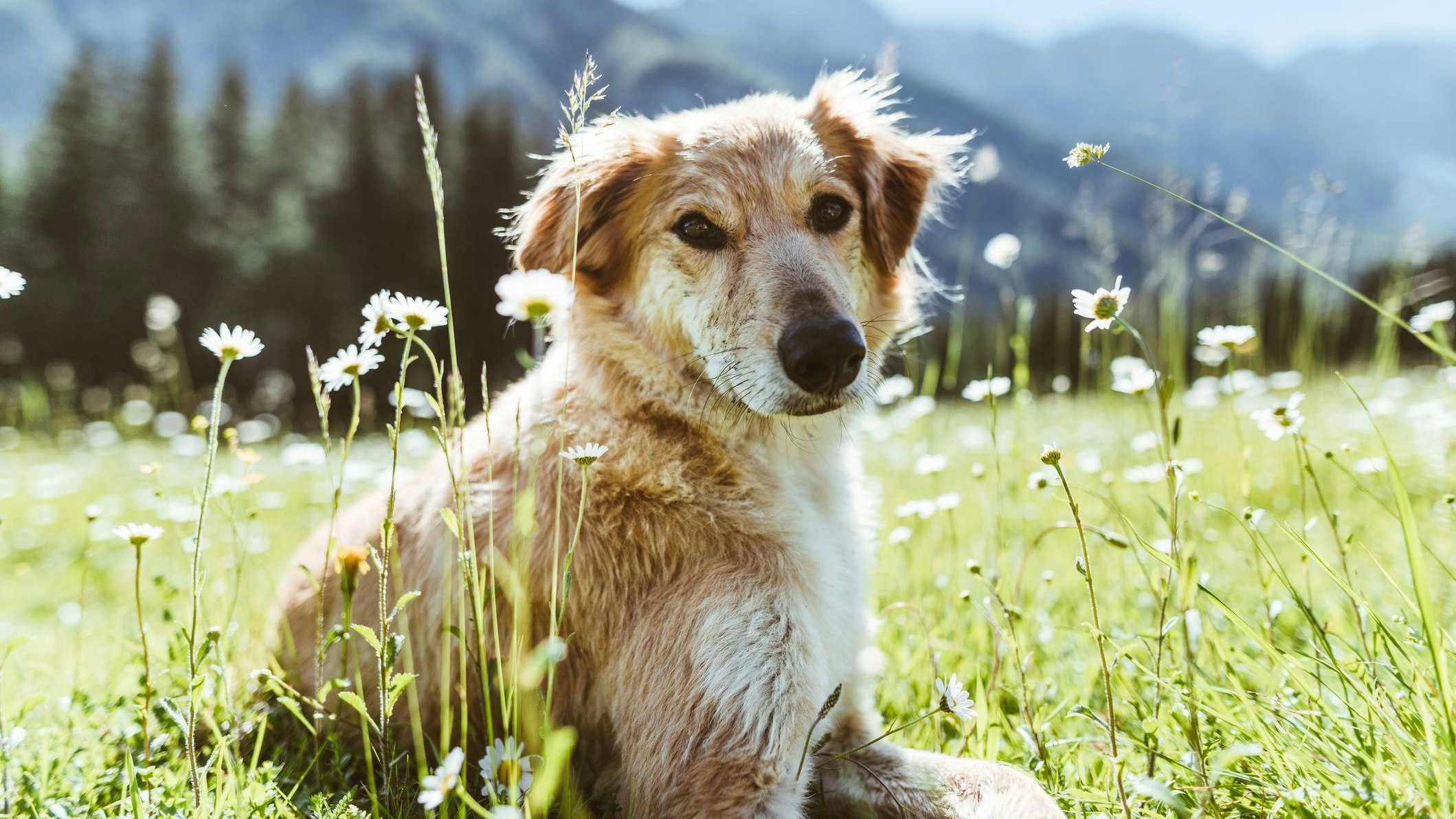 Der Golden-Retriever Mischling "King" wich nicht von der Seite seines Herrchens. 