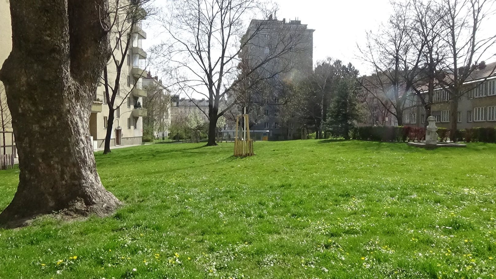 Team Wiesendoktor kämpft für Wildblumenrasen in Wien