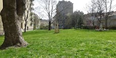 Team Wiesendoktor kämpft für Wildblumenrasen in Wien