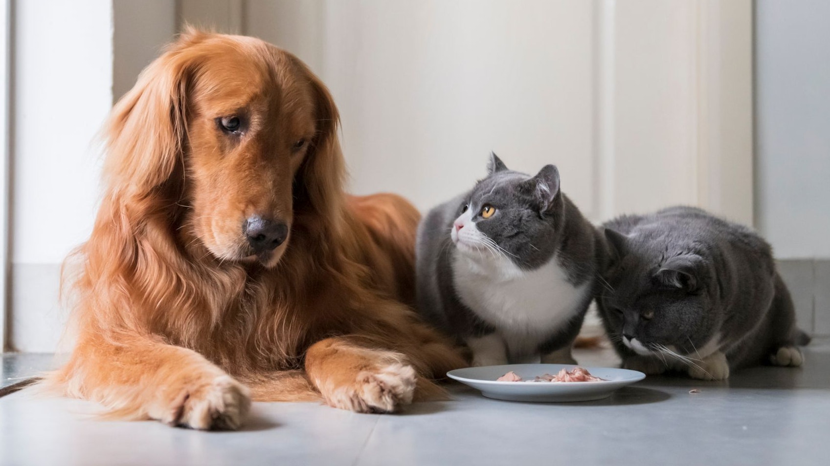 Hund und Katze sind selbstverständlich nicht wählerisch. 