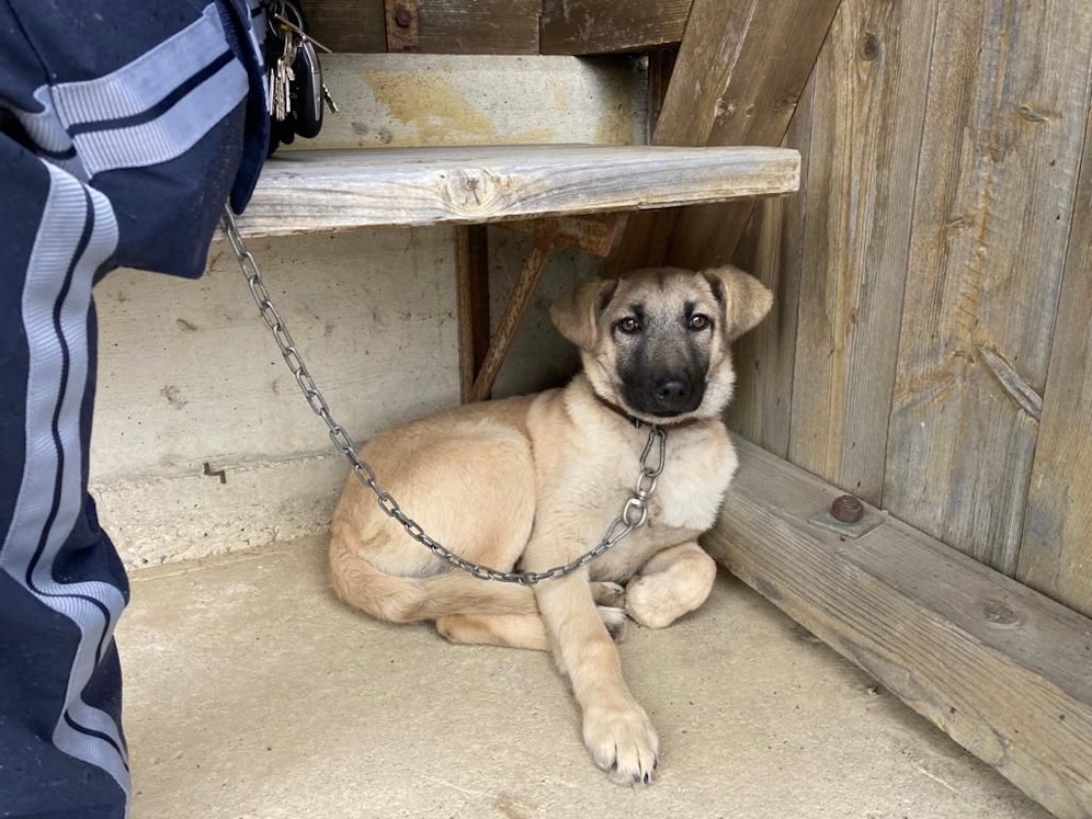 Die Polizei konnte diesen Hundewelpen retten
