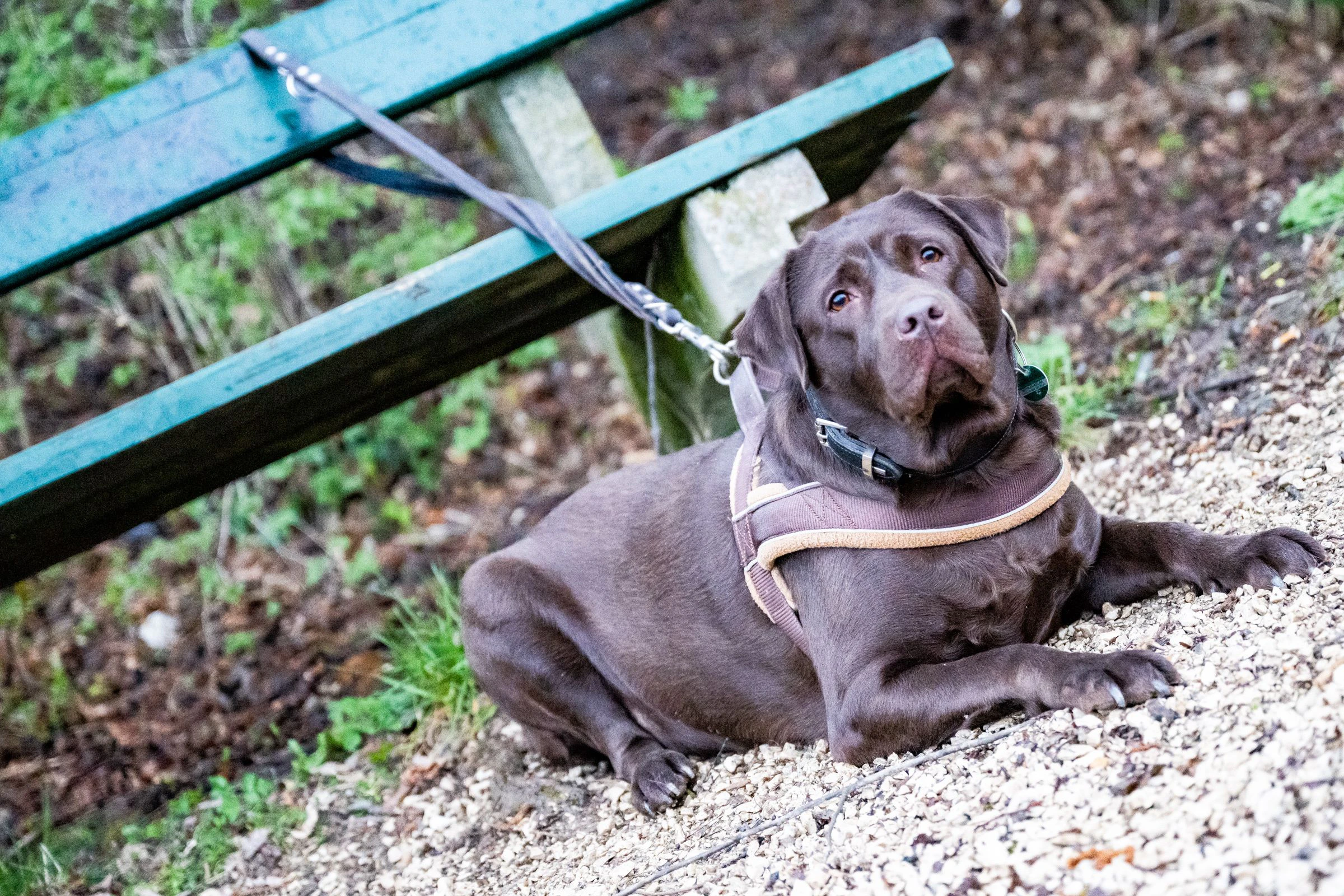 Der Hund der Polin wurde ins Tierheim gebracht.