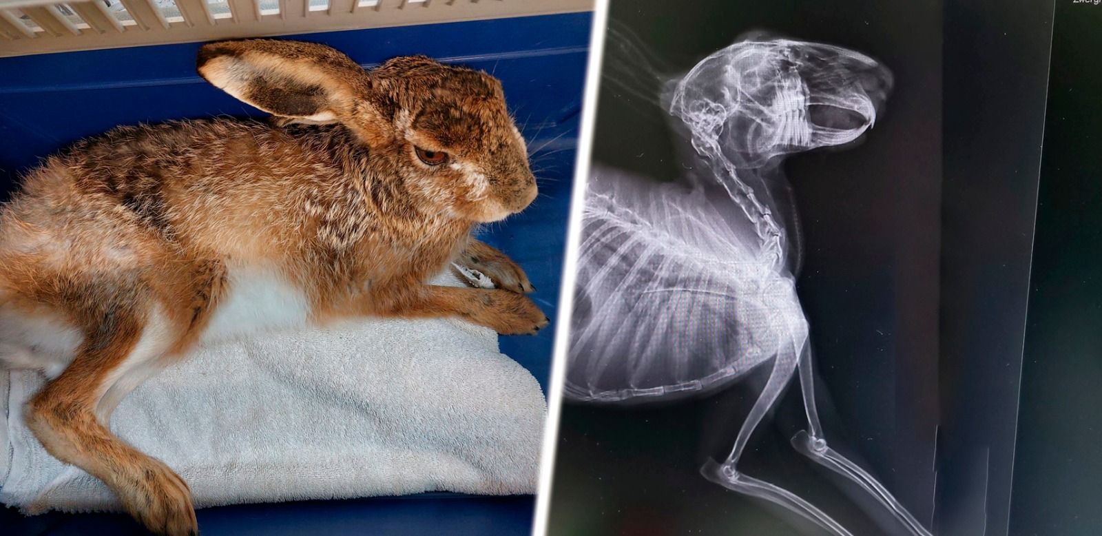 Der Hase wurde sofort tierärztlich versorgt