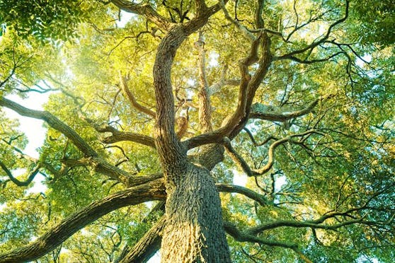 Das Projekt "Baumschutz" verfolgt das Ziel, Großbäume mittels klimaneutralen Geräten und Maschinen zu versetzen, anstatt zu fällen.