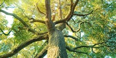 Tree Keeper Austria: Umfassender Schutz für Großbäume
