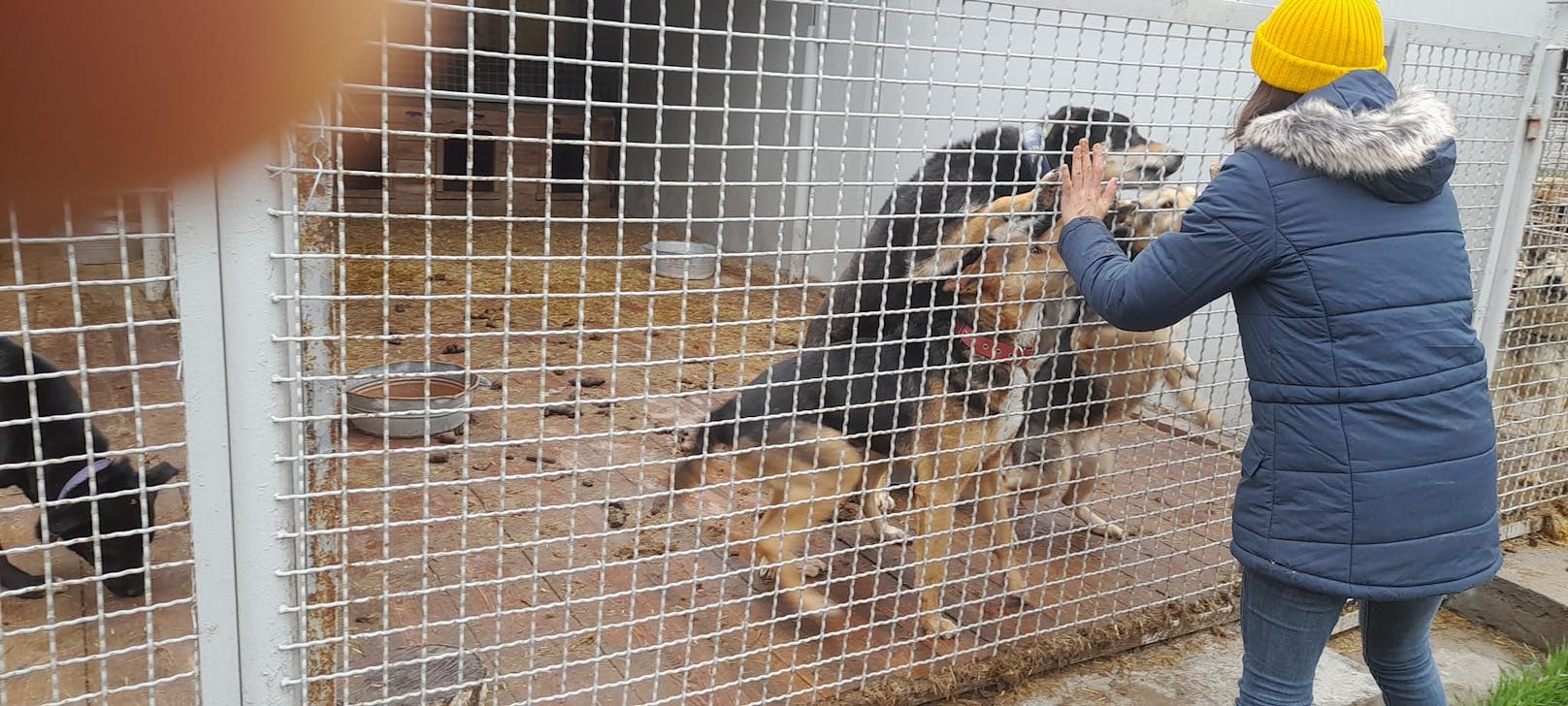 Tatsächlich hatten es über 200 Tiere wie durch ein Wunder geschafft zu überleben.