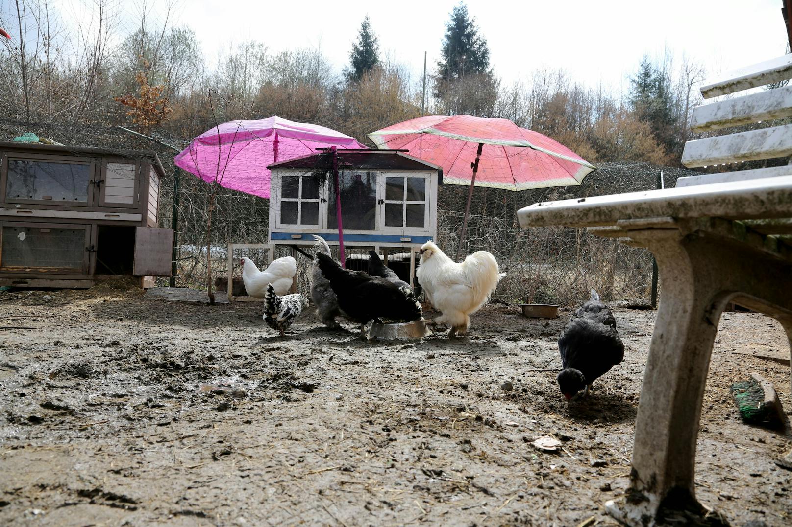 Die Hühner müssten weg, da das Grundstück nicht landwirtschaftlich gewidmet sei.